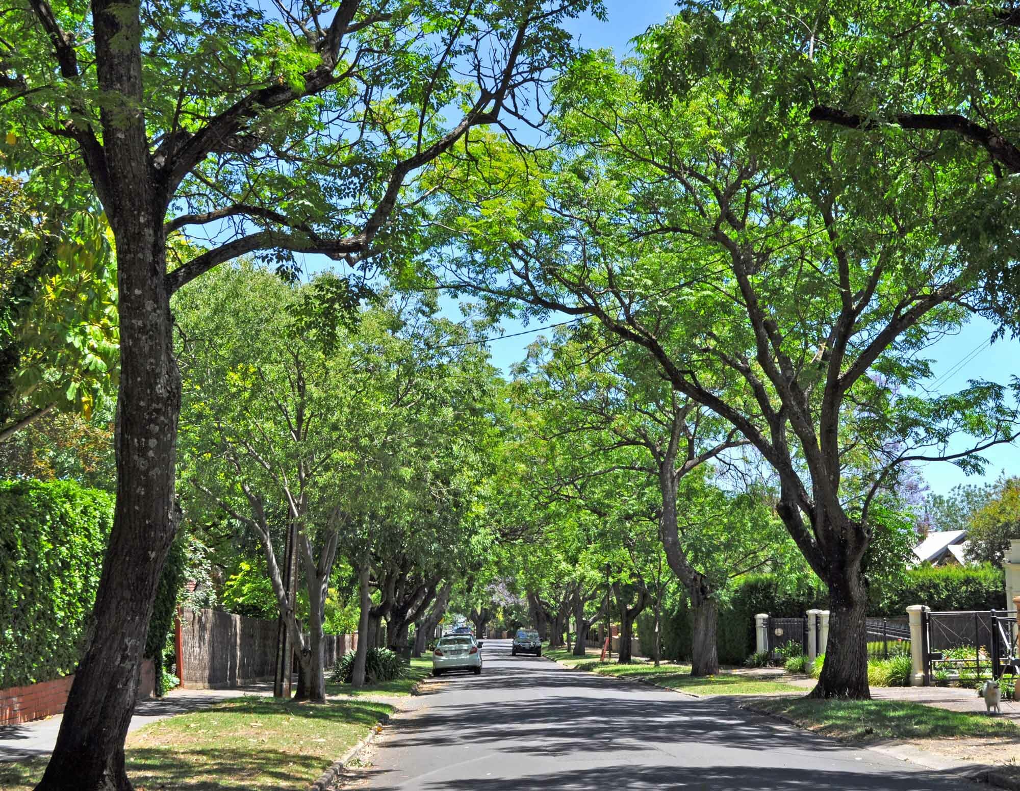 suburban street