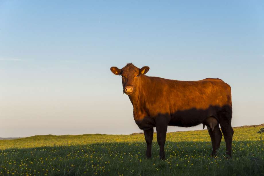 brown cow