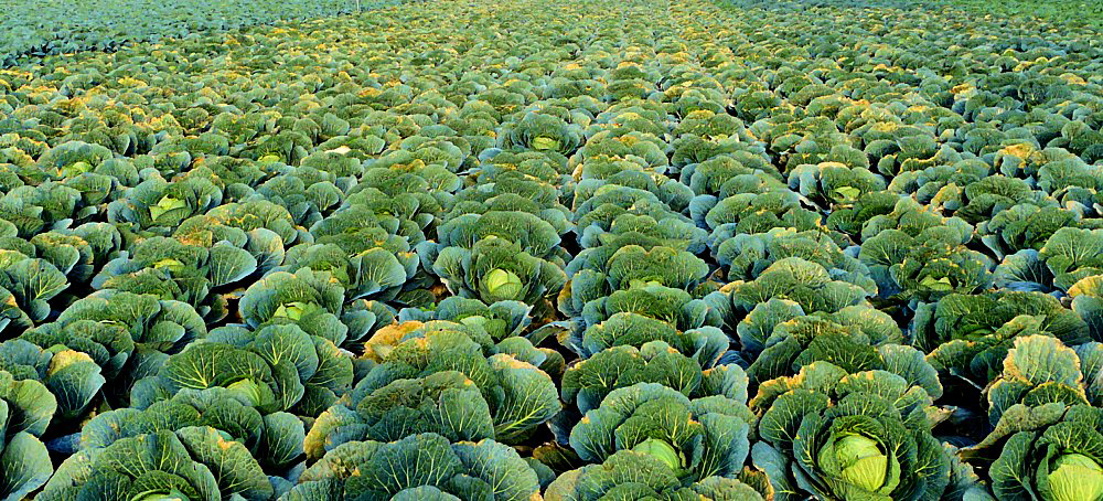 cabbages