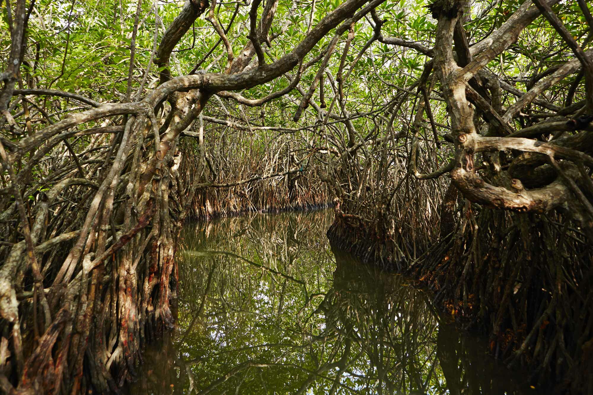 mangrove river