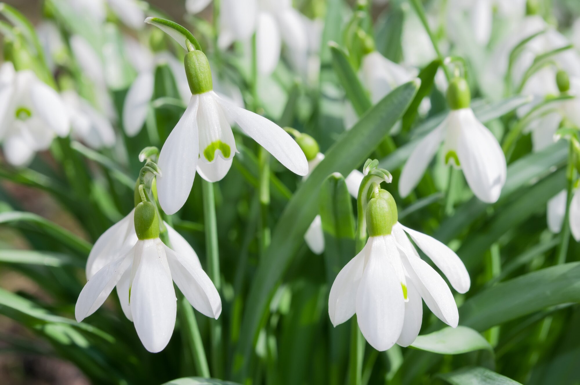 snowdrops